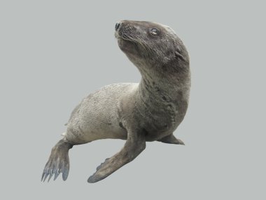 Seal clipart