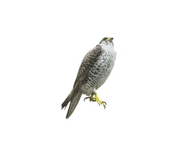 Gyrfalcon