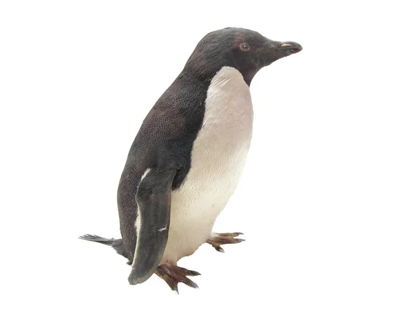 Tučňák — Stock fotografie