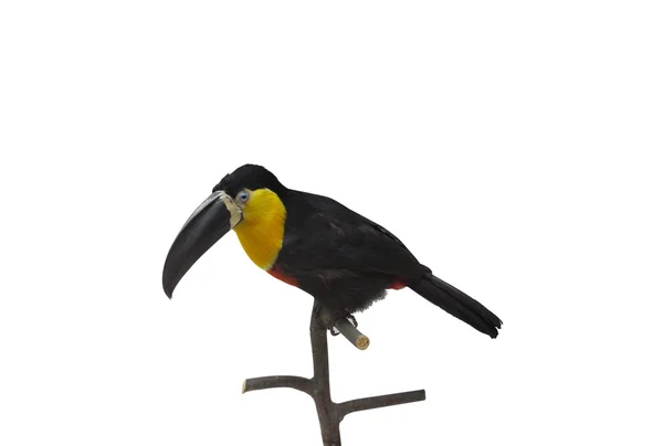 Toucan — Stock Photo, Image