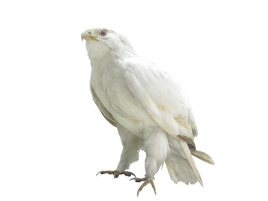 White eagle clipart