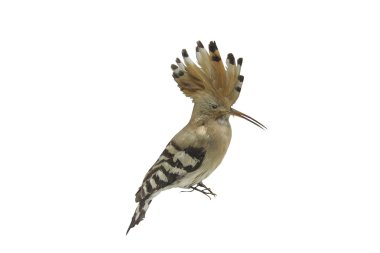 Hoopoe clipart