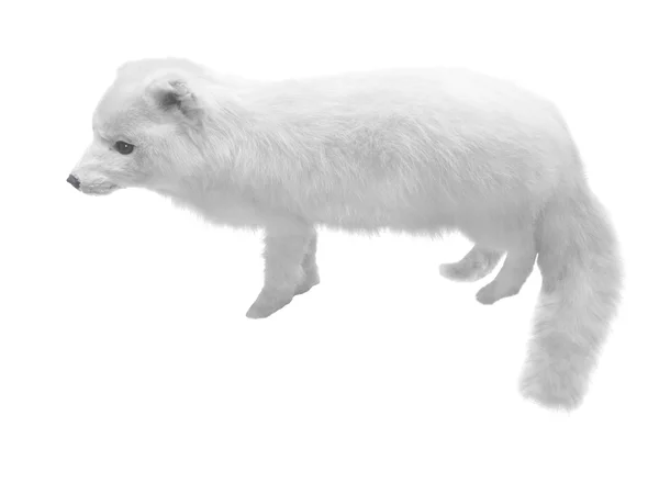 Λευκό fox — Φωτογραφία Αρχείου