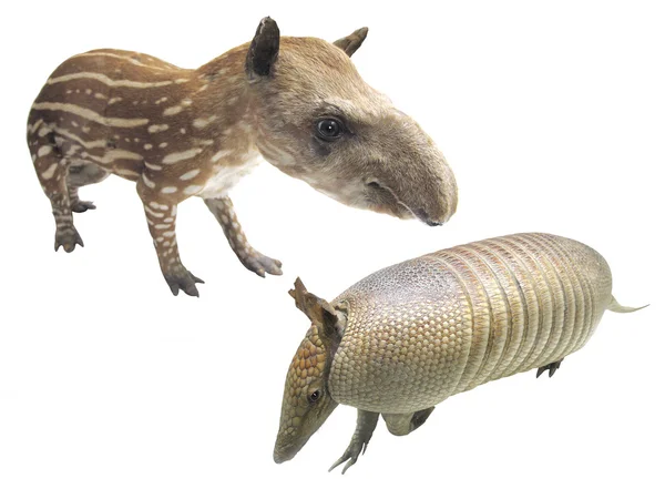 Armadillo and tapir — Stock Photo, Image