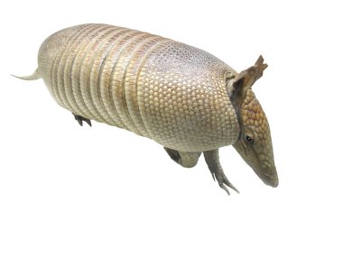 Armadillo clipart