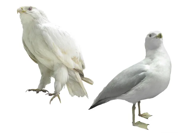 백색 독수리 — 스톡 사진