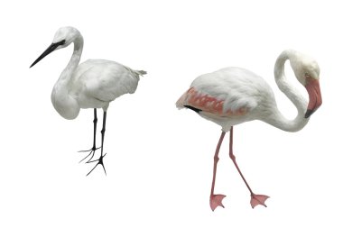 ak balıkçıl ve flamingo