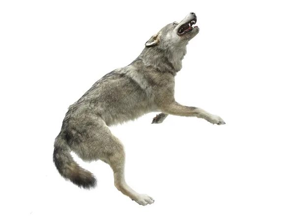 Волк — стоковое фото