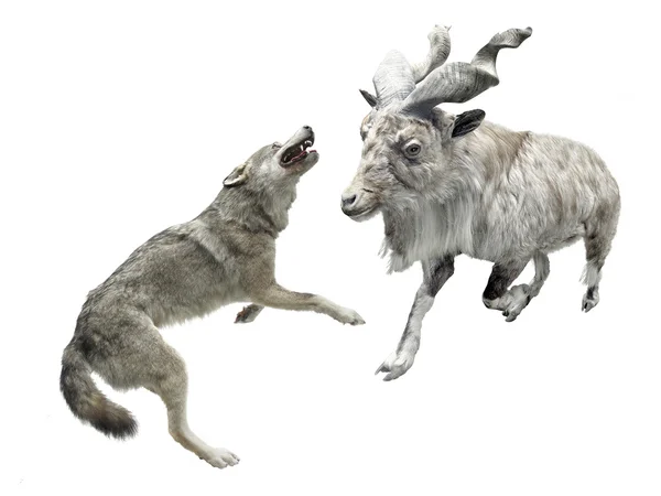 Wolf hunts to the goat — Stock Photo, Image