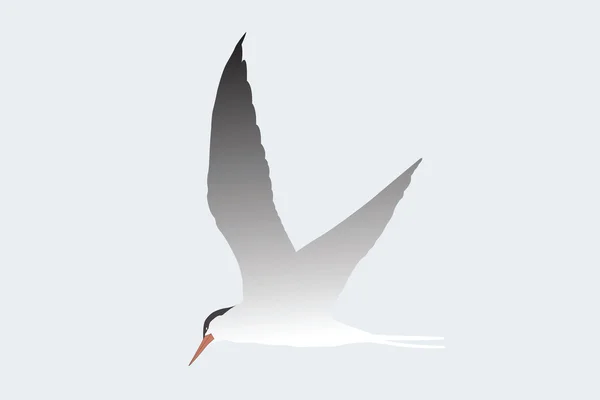 Ilustração vetorial de albatroz — Vetor de Stock