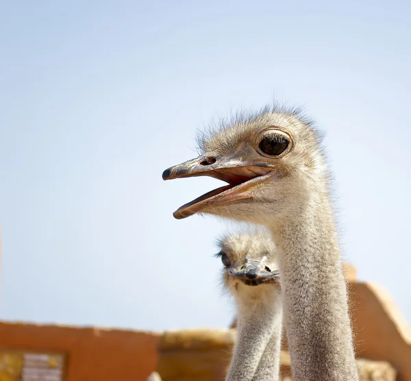 Two ostriches in a countryside go and t — Stock Photo, Image