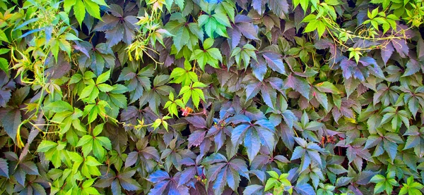 Beautiful green leaves make pattern back — Stock Photo, Image