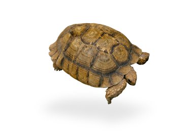 Flying turtle clipart