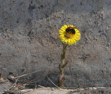 Flower at a wall clipart