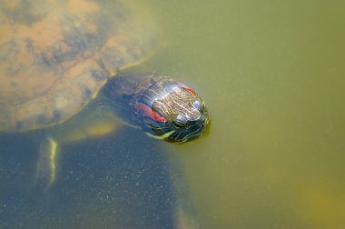 yeşil bir gölette turtle