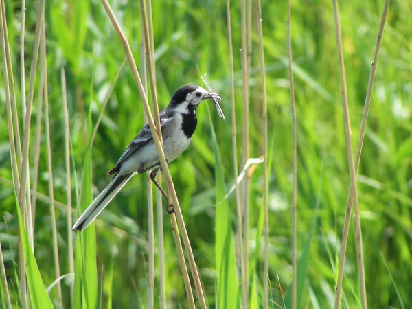 stock image Bird and dragonfly