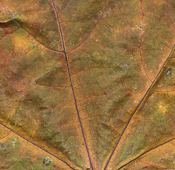 Grunge closeup paint of autumn — Stock Photo, Image