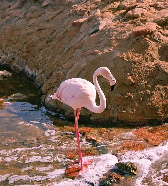 Pink flamingo in a pond — Stock Photo, Image