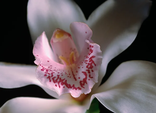 Blomst (Orchid ) - Stock-foto