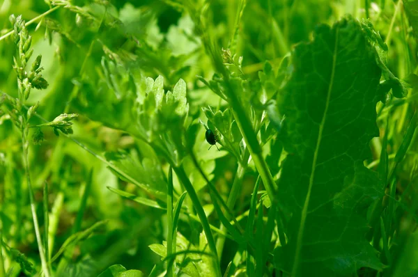 stock image The bug in a grass