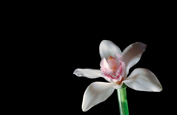 Stock image Orchid in a tubule with water