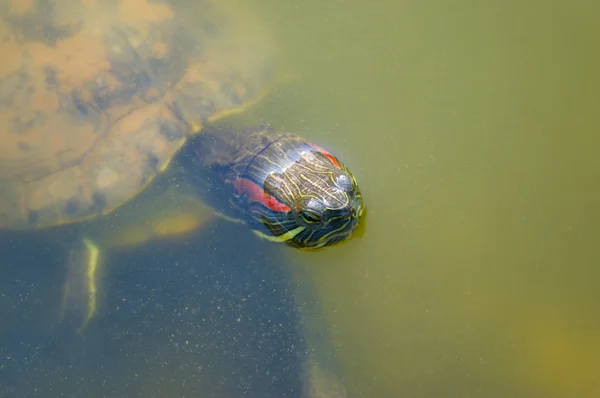 Tartaruga em uma lagoa verde — Fotografia de Stock