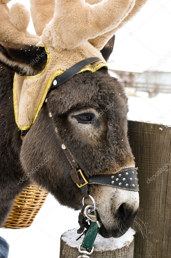 Amusing donkey