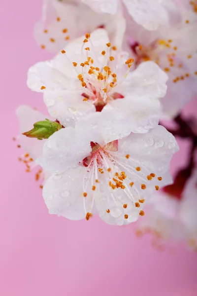 Bunga-bunga — Stok Foto