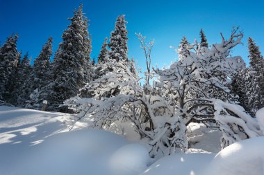 Winter Landscapes clipart
