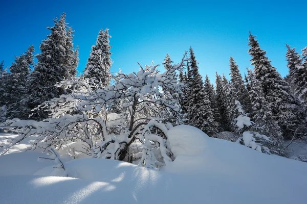 stock image Winter Landscapes