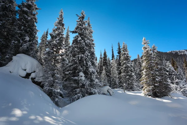 stock image Winter Landscapes