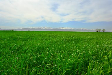 gökyüzü ve çim