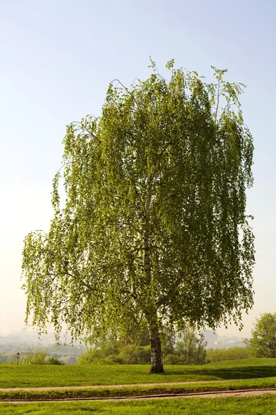 stock image Birch