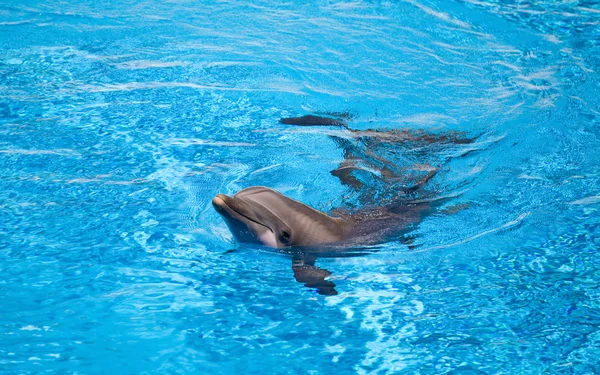 Młody Delfin — Zdjęcie stockowe