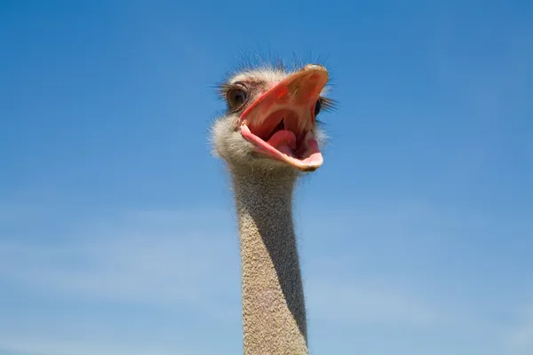 Crying ostrich — Stock Photo, Image