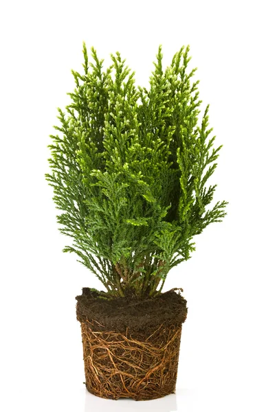 Small thuja in a pot — Stock Photo, Image