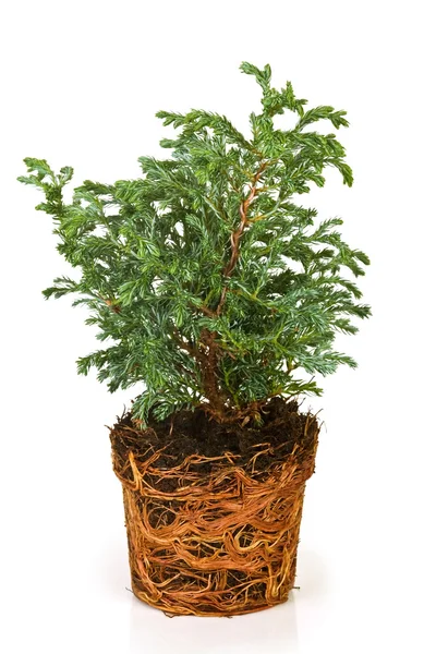 Groene juniper — Stockfoto