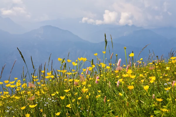 stock image Alpe during summer