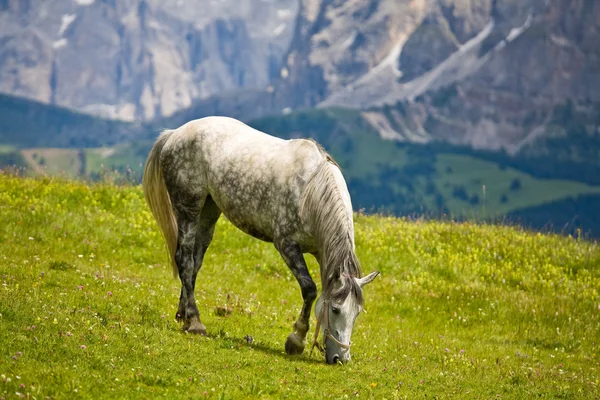 Cavallo al pascolo in montagna Immagine Stock