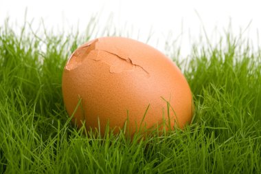 Cracked egg clipart