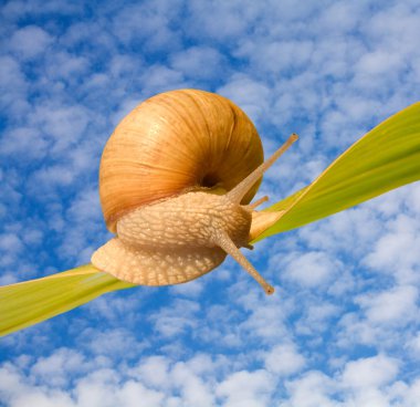 Snail clipart