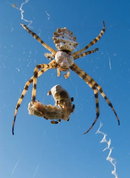 Spider and its victim — Stock Photo, Image