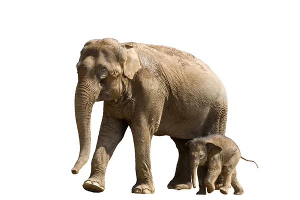 Bambino e madre elefante Foto Stock Royalty Free