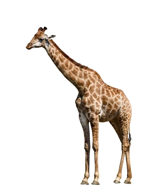 Girafa Imagens De Bancos De Imagens Sem Royalties