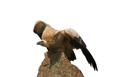 Vulture sitting on a rock clipart