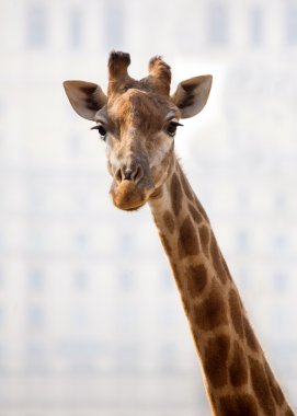 Giraffe clipart