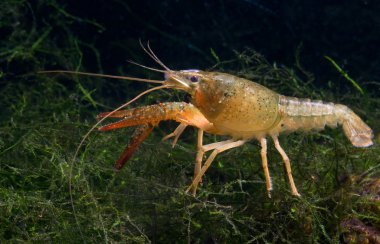 Crayfish clipart