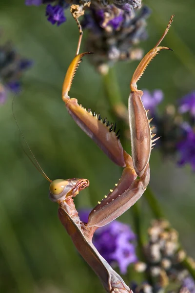 Mantis. Imagen De Stock
