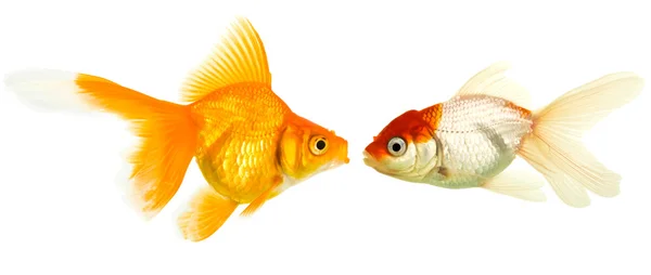 Goldfishes op een witte achtergrond Rechtenvrije Stockfoto's