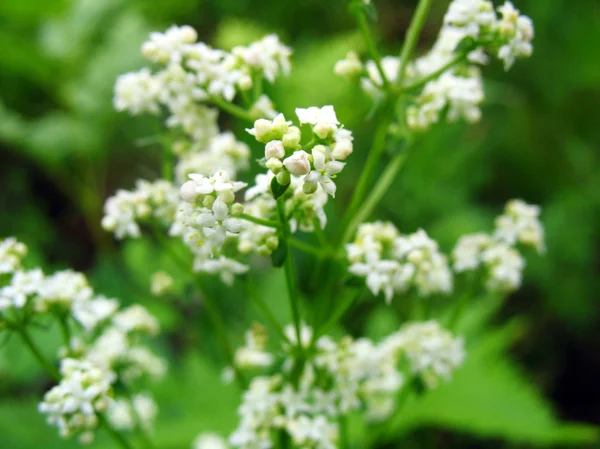 stock image Flower